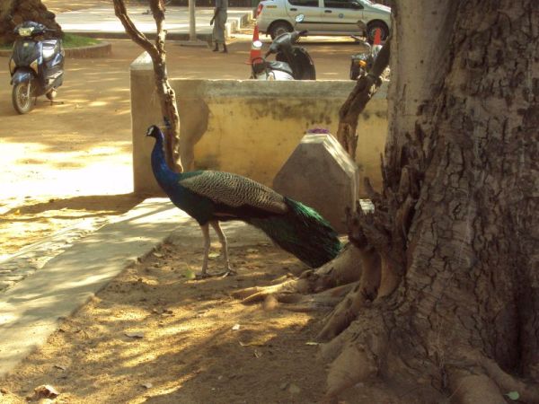 Peacock at asram