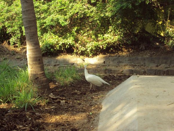 white peahen