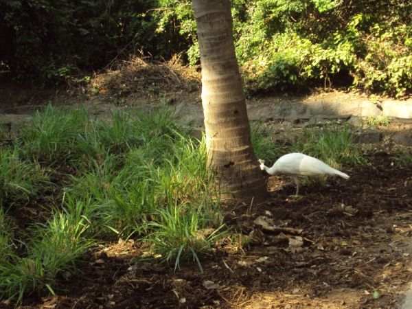 White peahen