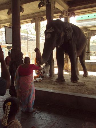 Temple elephant Rukku