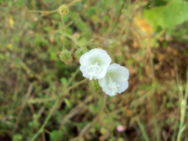 Wild shoeflowers in the mountain