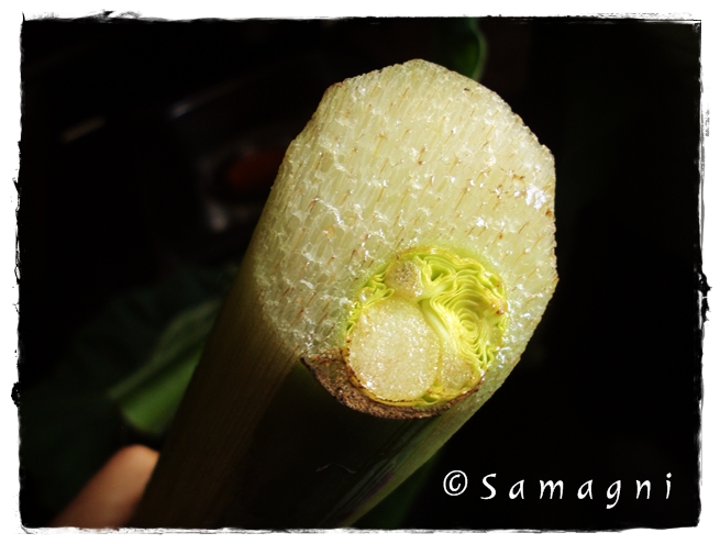 Tender leaves inside colocasia stem