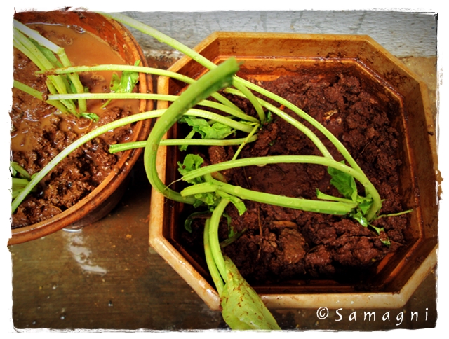 Leftover spinach roots potted
